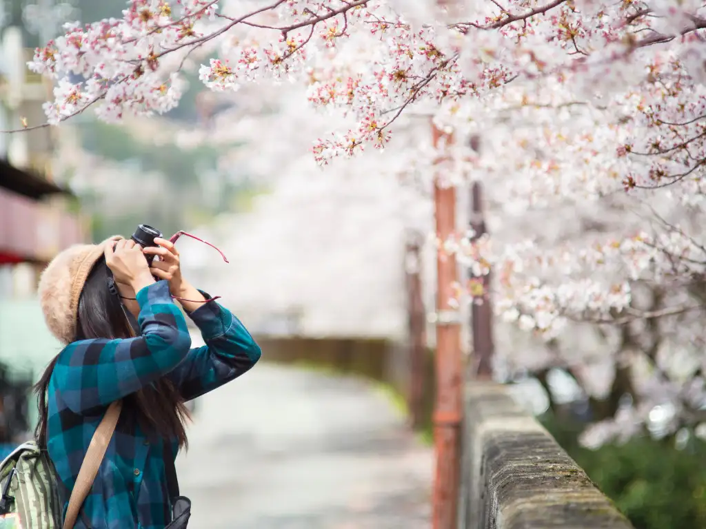 Musim Bunga Sakura di Jepun