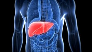 Understanding the liver function test – a simplified explanation ...