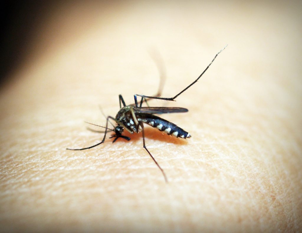 denge fever mosquito
